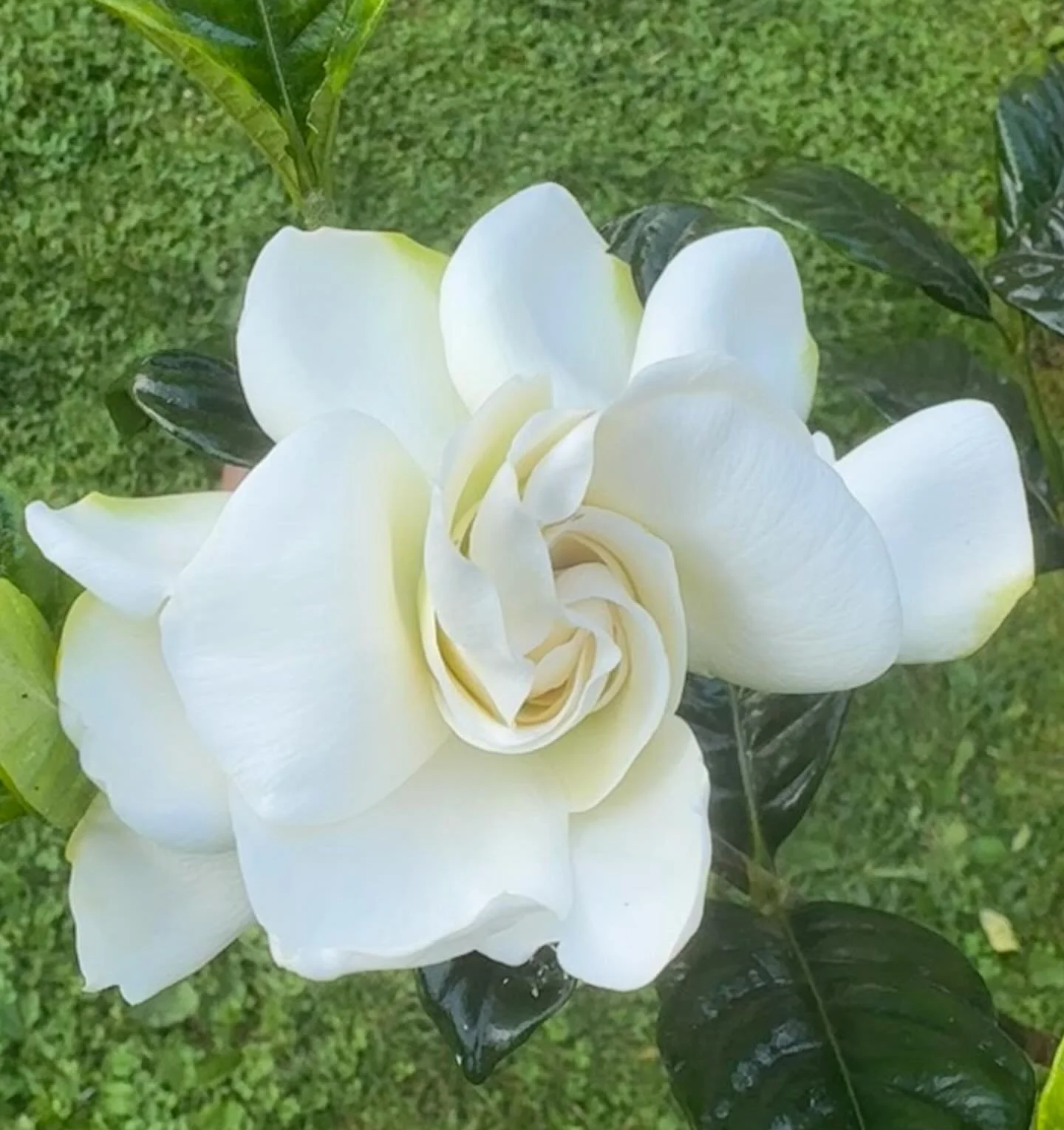 &ldquo;Every flower blooms in its own time.&rdquo; A perfect bloom. First gardenia flower ever&hellip; worth the wait! Thank you for making my wishes come true @brendangoodhouse #mygarden #gardenias #nofilterneeded #patientlywaited