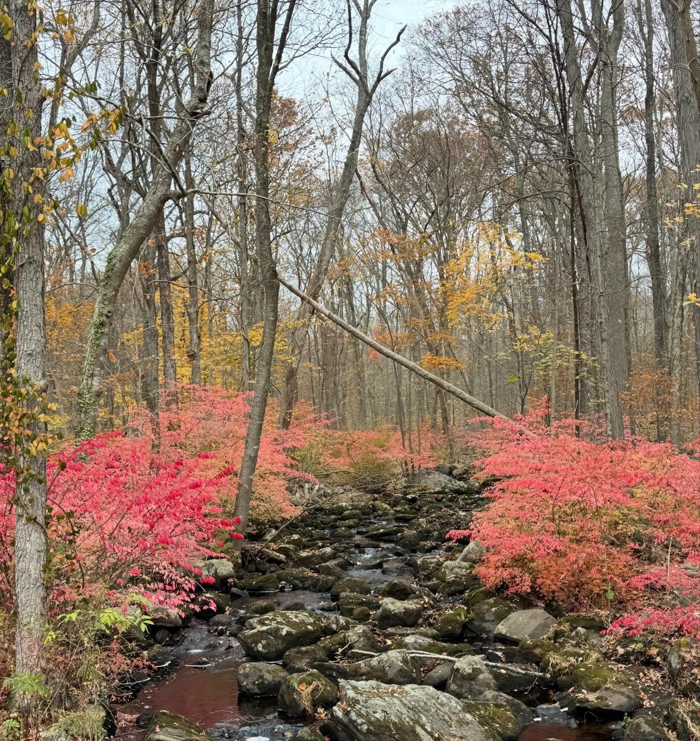 It was a beautiful autumn 🍂 #walkingthedog #thankful #nofilterneeded #cassiethepoovalier