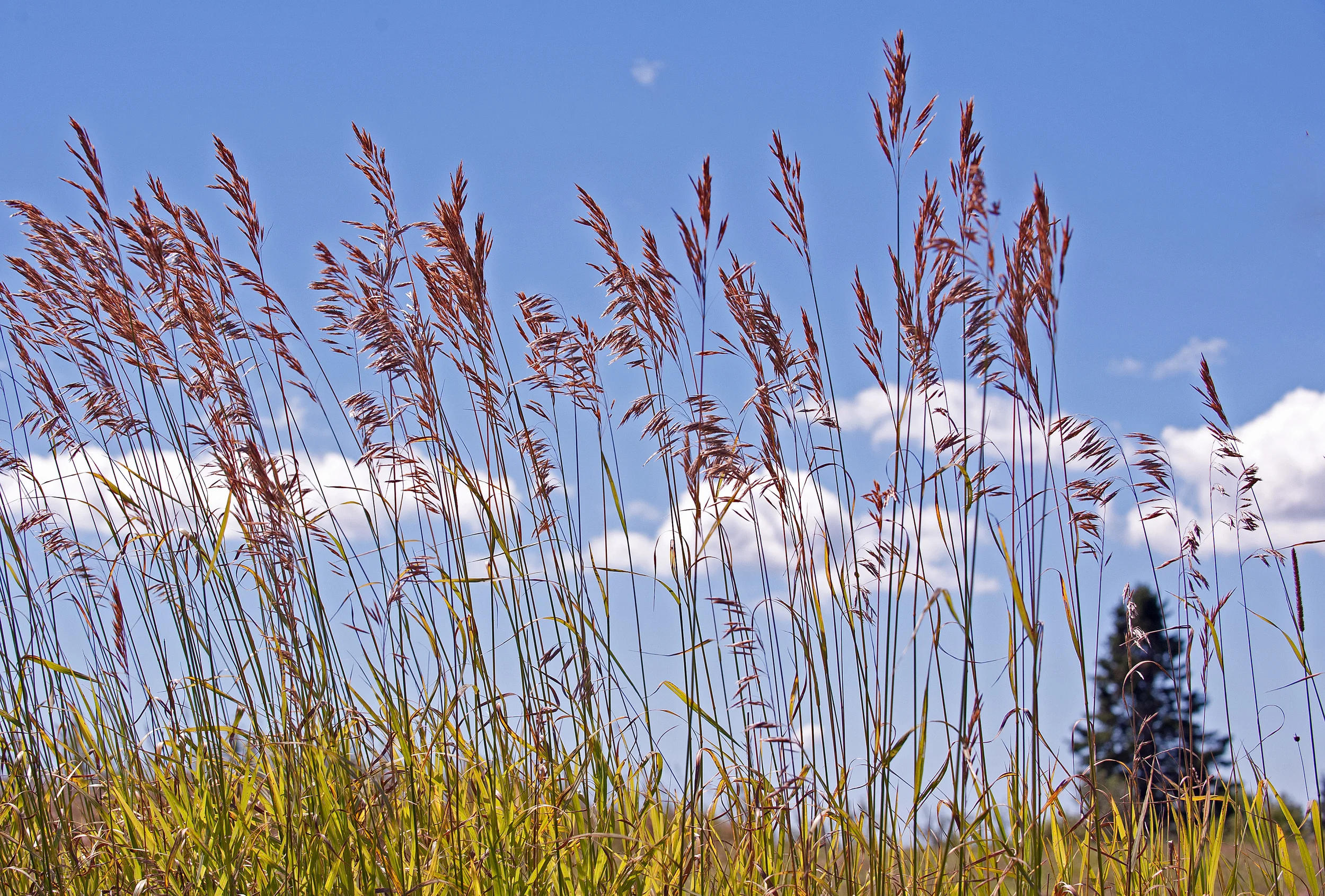 Postcards From Maine:  Remembering August