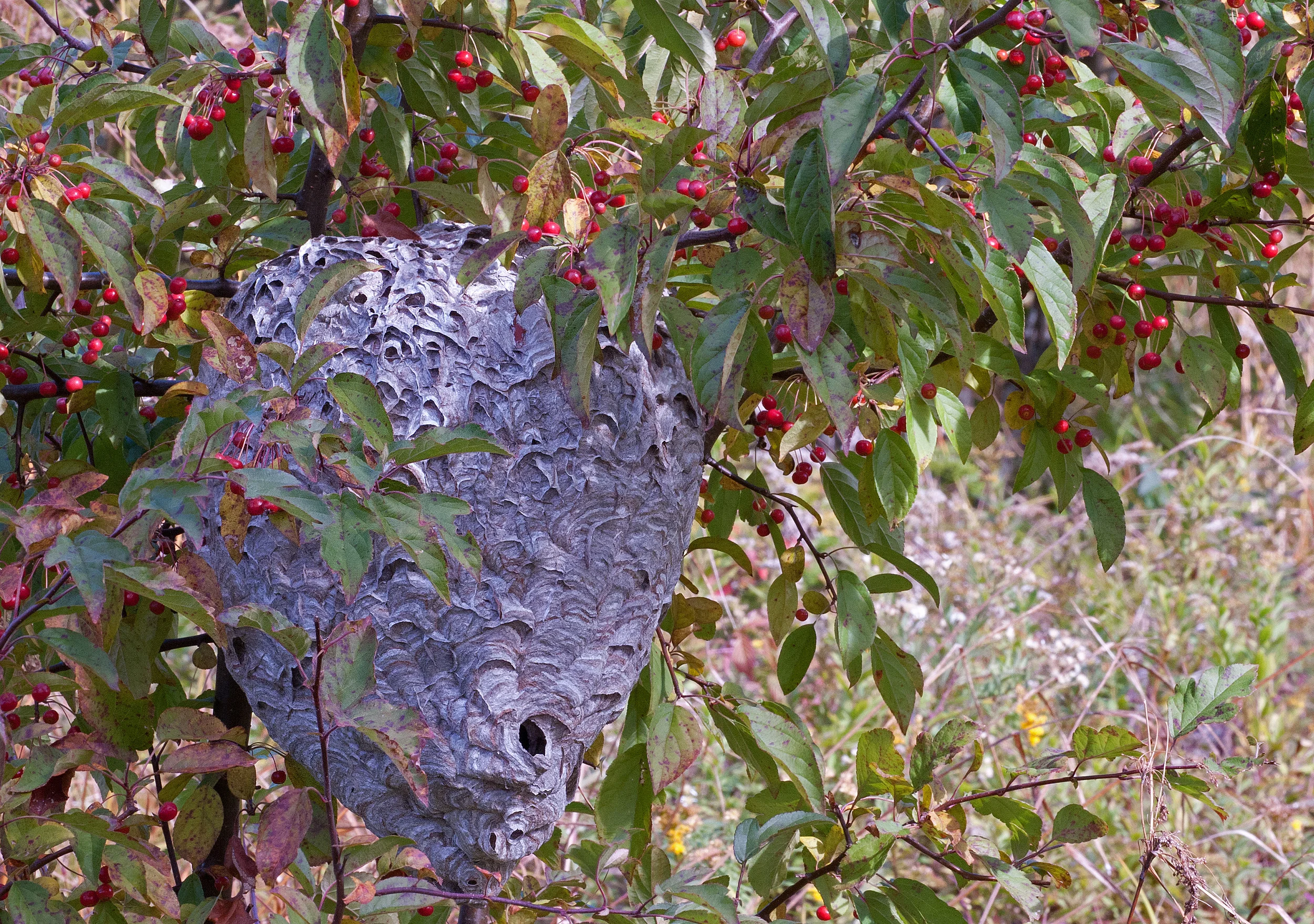 The Hornet That Is Not