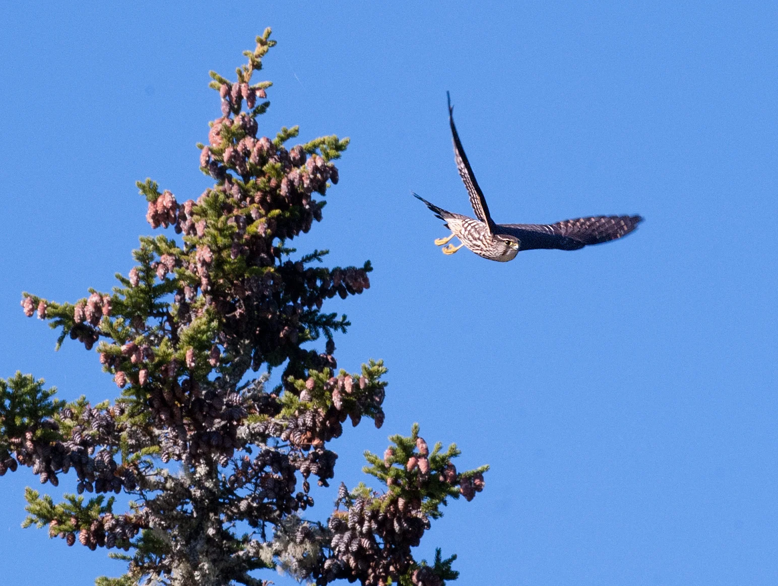 Raptormania:  The Big and Small of It
