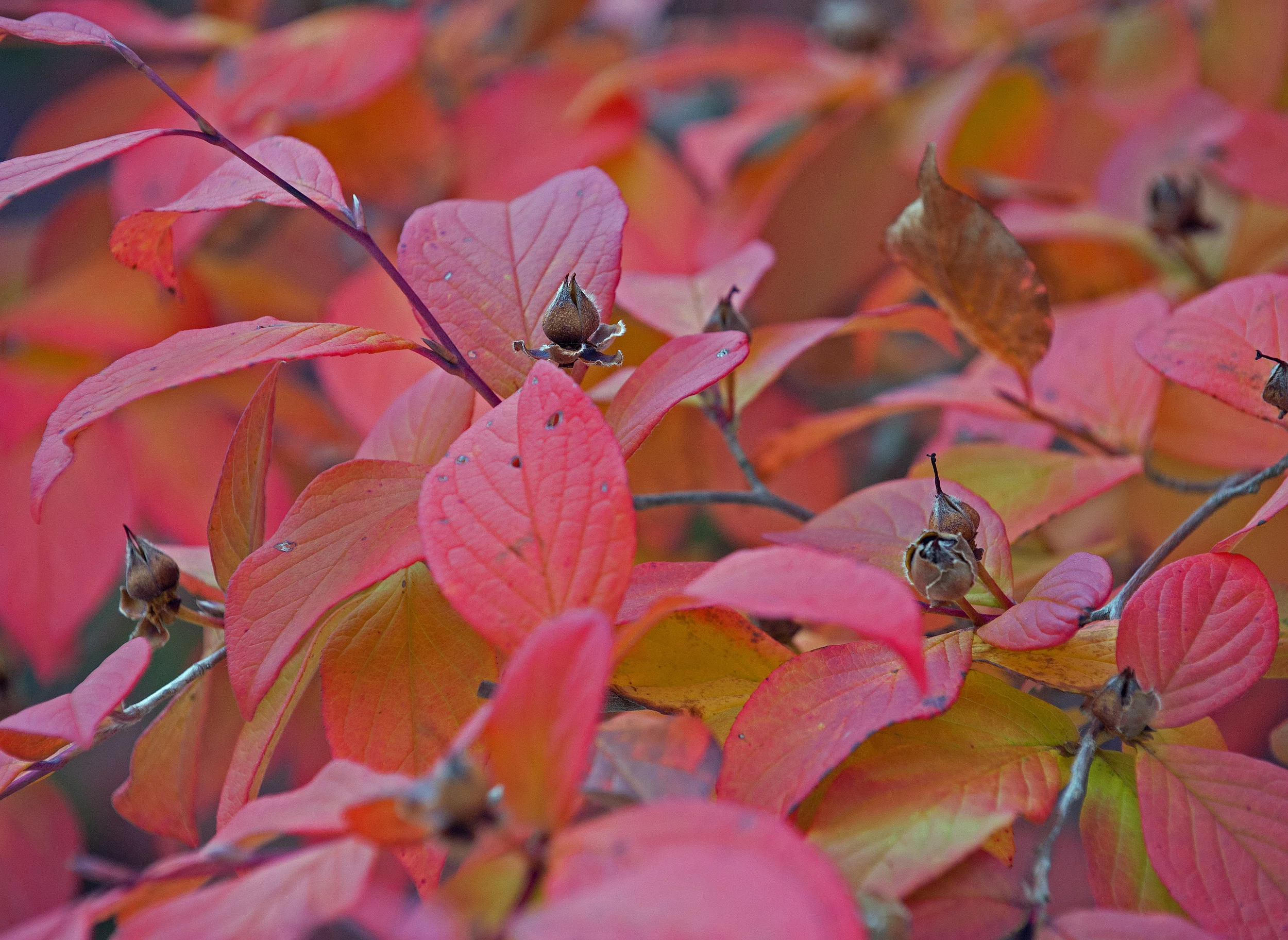 Postcards From Maine:  Remembering October