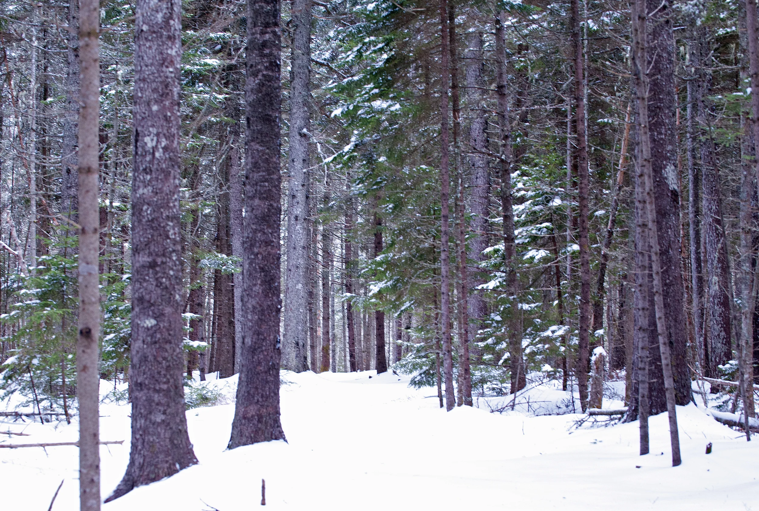 Postcards from Maine:  December Remembered