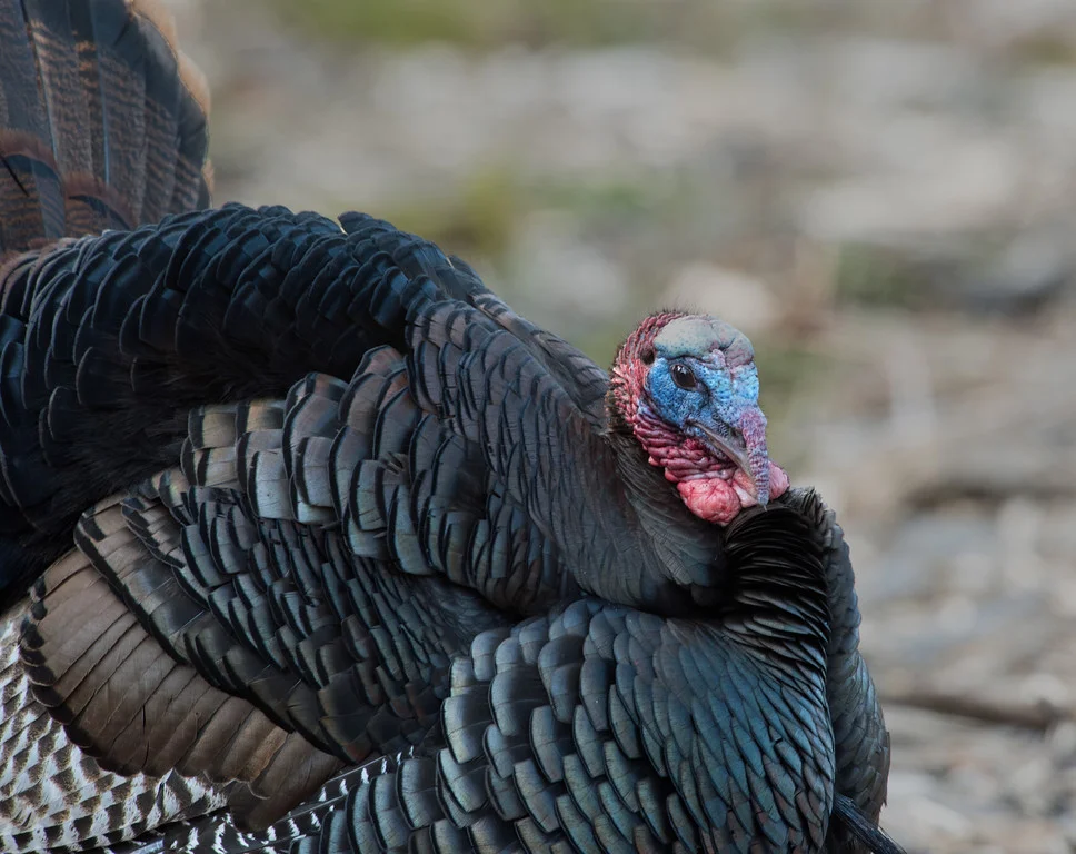 Strutting Tom