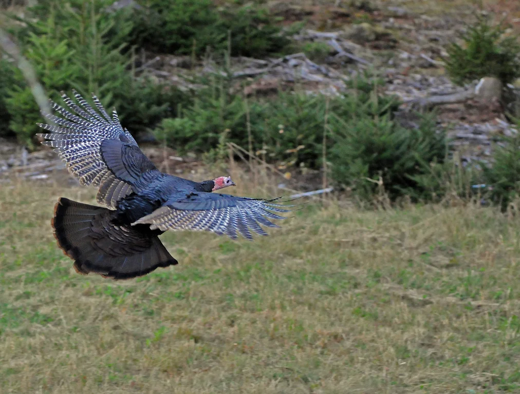 Flying Rturkey Wild Turkey Flying Ability