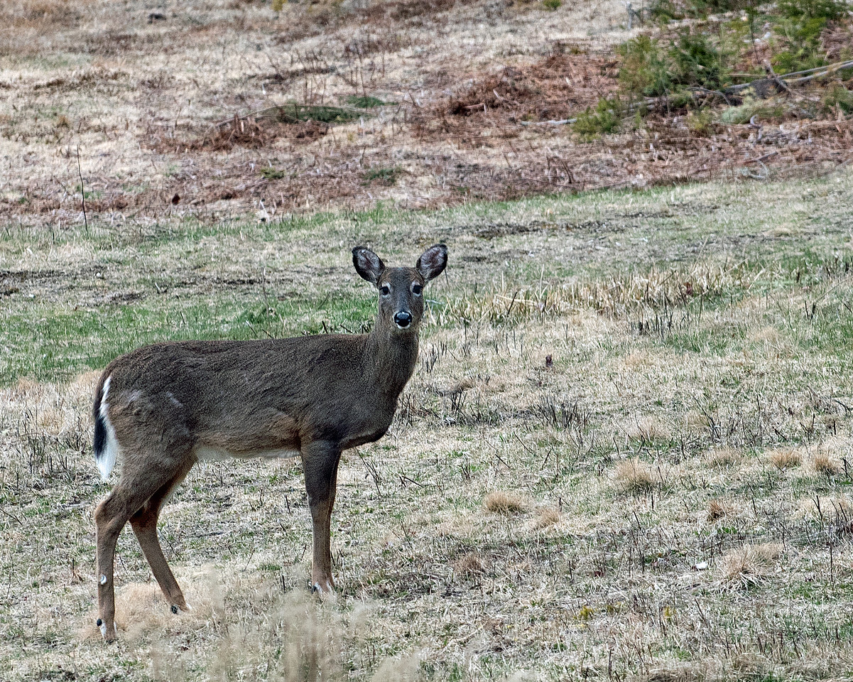 Deer 2.jpg
