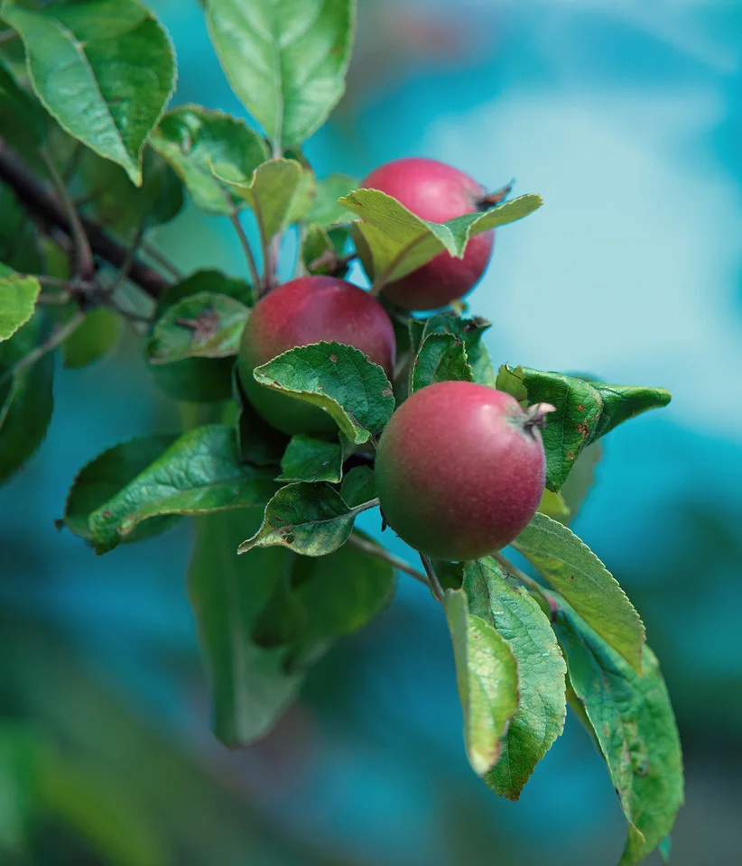 Photo info: Nikon D-810; 200-400 f/4 VR Nikkor Zoom Lens at 300mm; f/5.6; 1/1600 sec.; ISO 320.