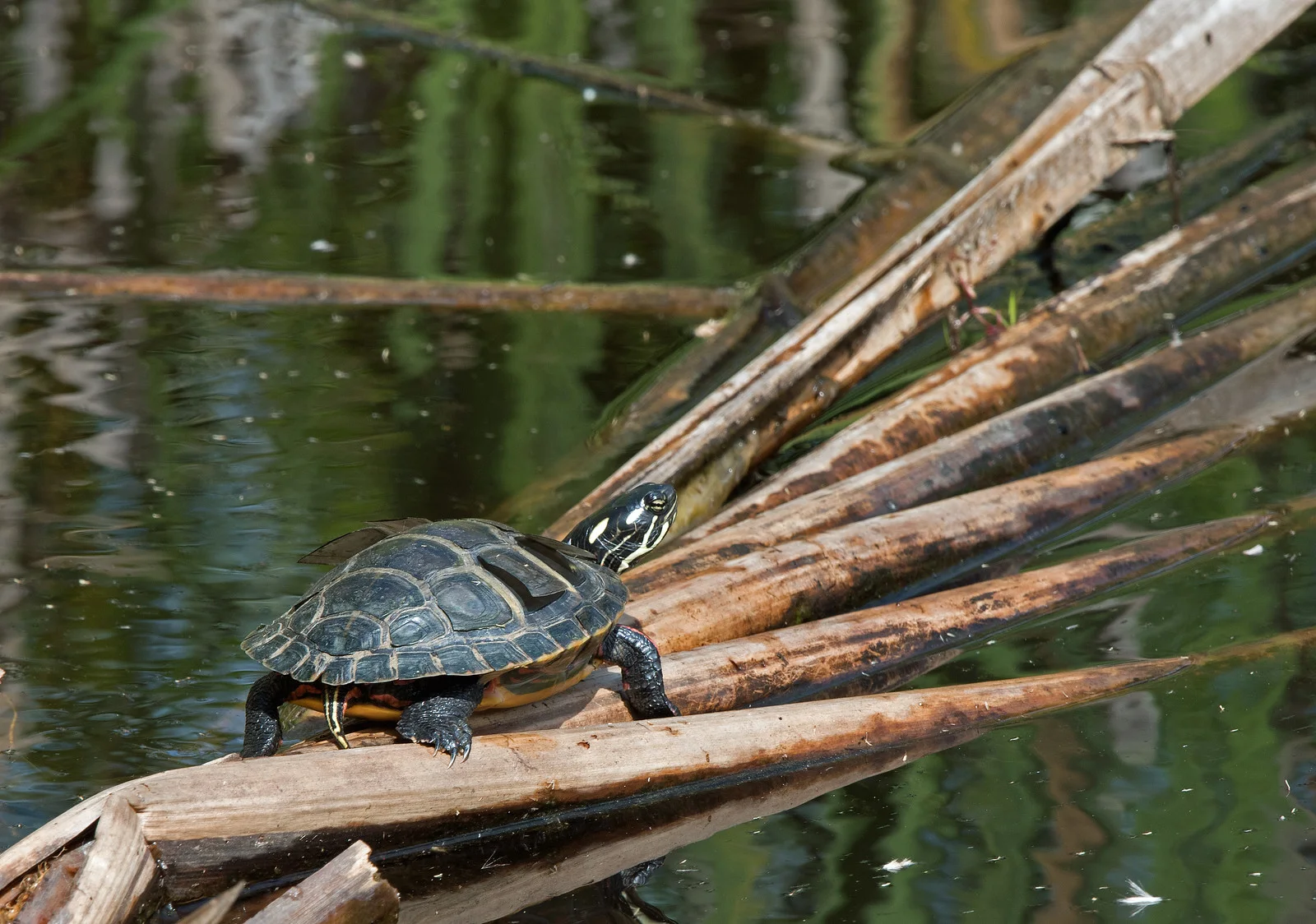 Image info: Nikon D-180; Nikkor 200-400mm, f/4 zoom lens at 400mm; f/13; 1/160 sec.; ISO 250.