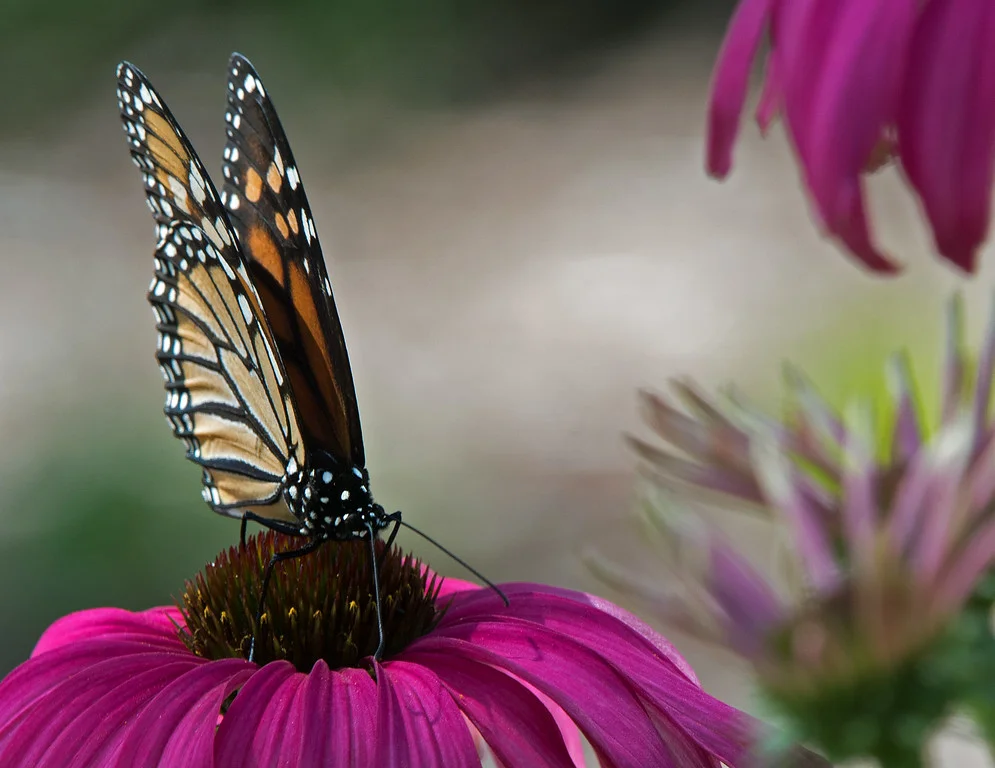 Image info: Nikon D-180; Nikkor 200-400mm, f/4 zoom lens at400mm; f/10; 1/100 sec.; ISO 200.