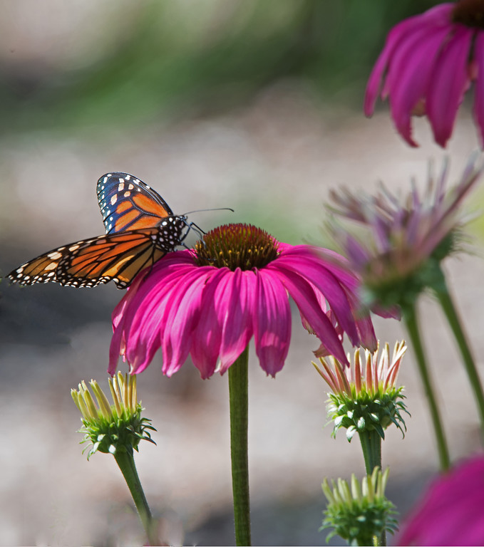 Image info: Nikon D-180; Nikkor 200-400mm, f/4 zoom lens at400mm; f/10; 1/60 sec.; ISO 200.