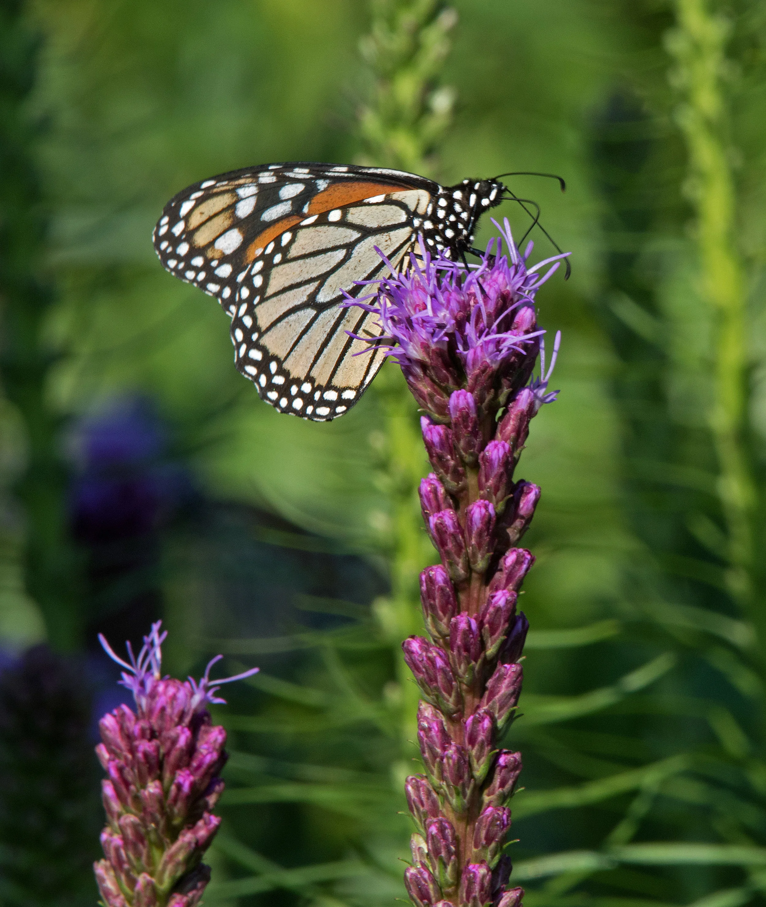 Image info: Nikon D-180; Nikkor 200-400mm, f/4 zoom lens at 400mm; f/20 1/80 sec.; ISO 250.
