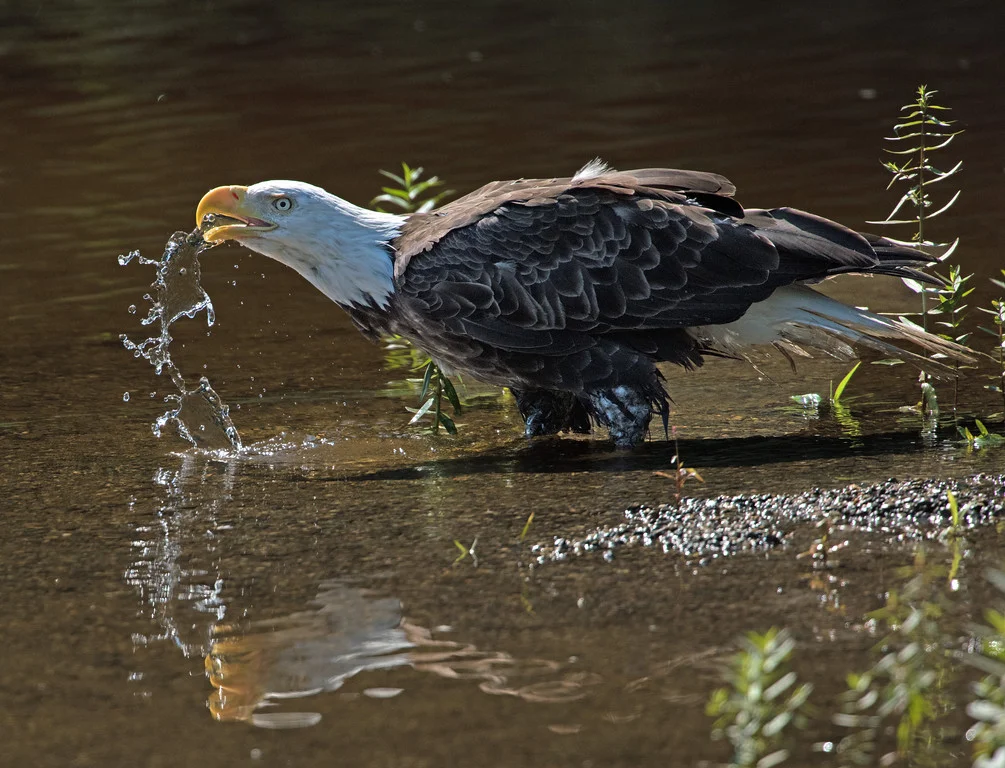 Image info: Nikon D-810; Nikkor 500mm, f/4 lens with 1.7 TC producing 850mm; f/6.7, 1/3200 sec; ISO 500.