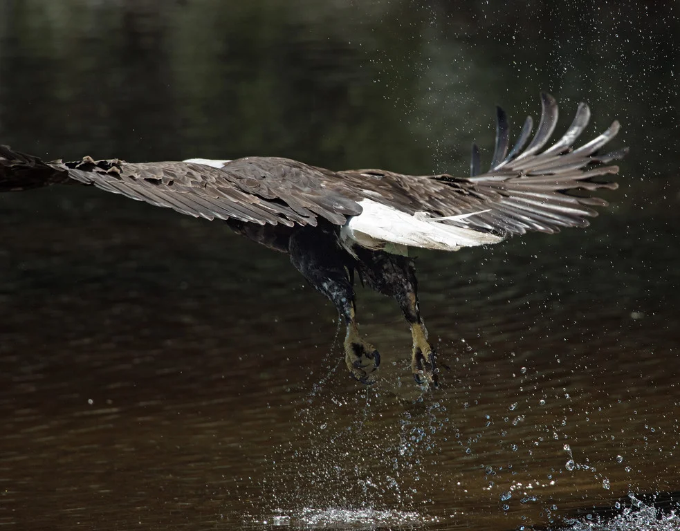 Image info: Nikon D-810; Nikkor 500mm, f/4 lens with 1.7 TC producing 850mm; f/6.7, 1/3200 sec; ISO 500.