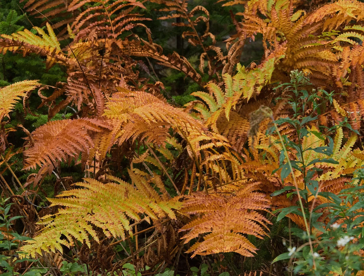 Fall 09.jpg