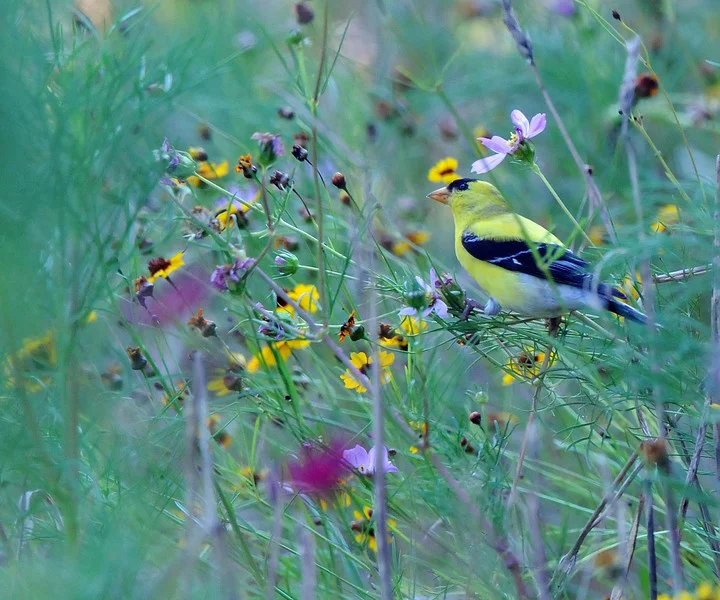 RJL_8180_edited-1-L Birds-Goldfinch-1.jpg