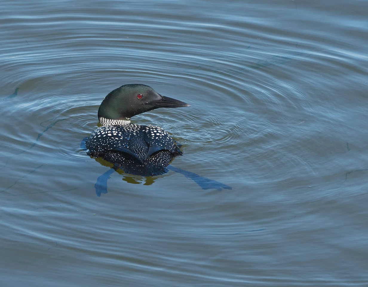 Loon 02.jpg