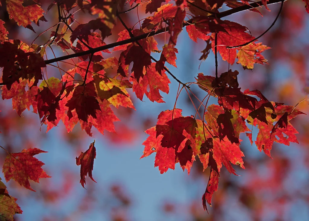 Fall.jpg