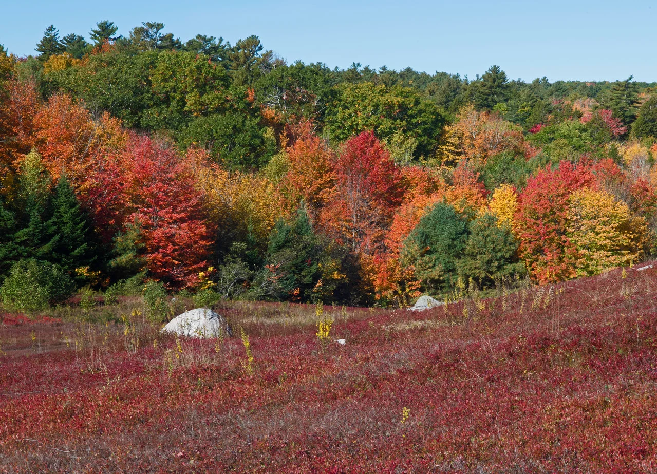 Fall 04.jpg