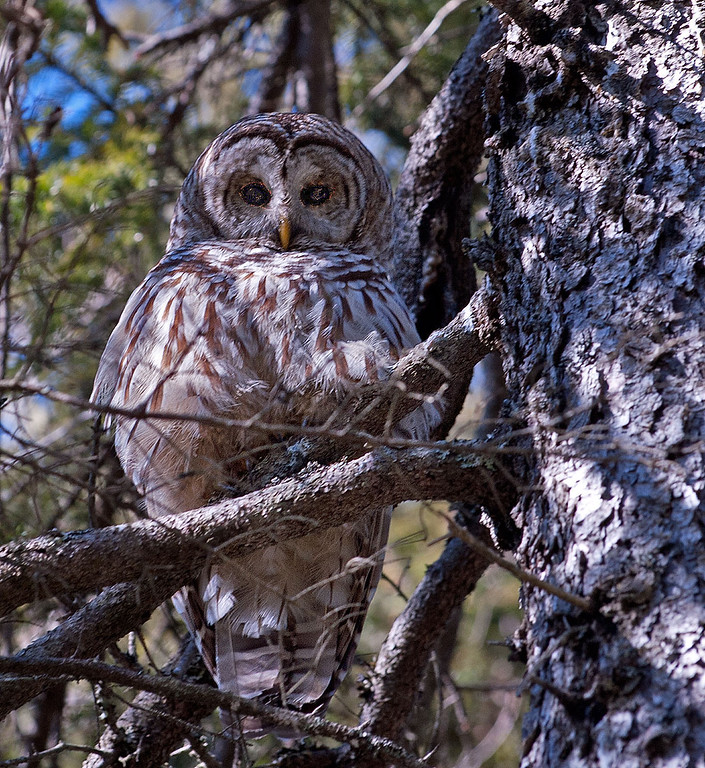 Owl 01.jpg