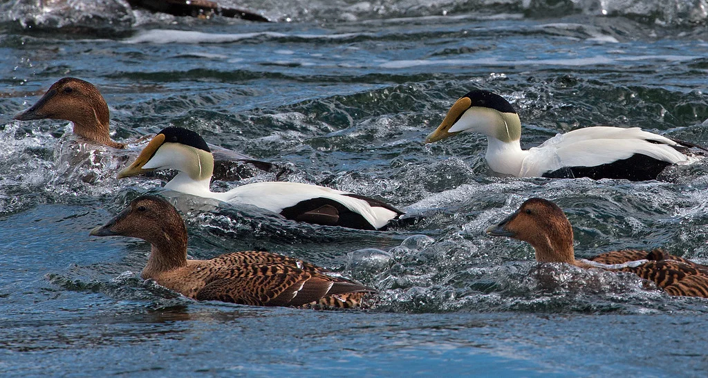 Eider 07.jpg