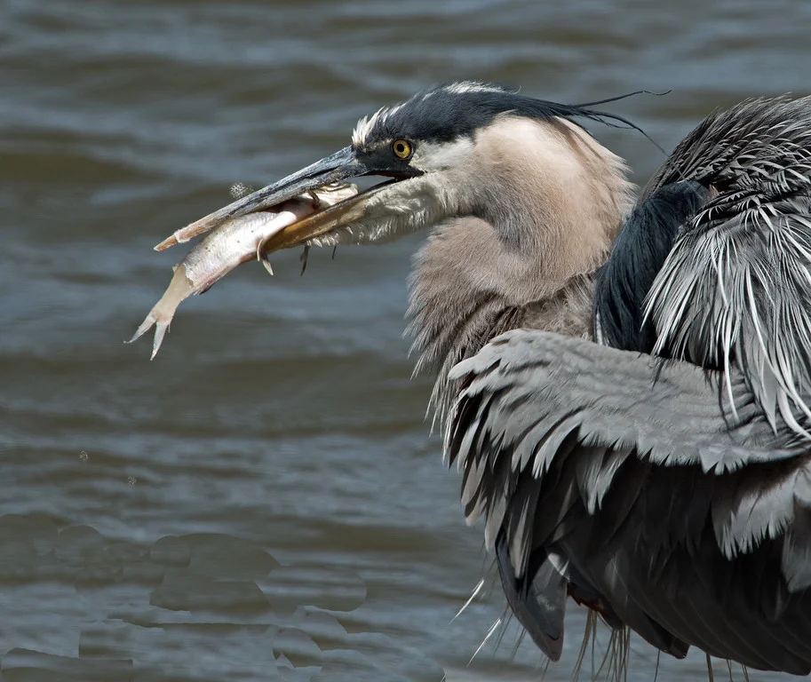 Heron 5.jpg