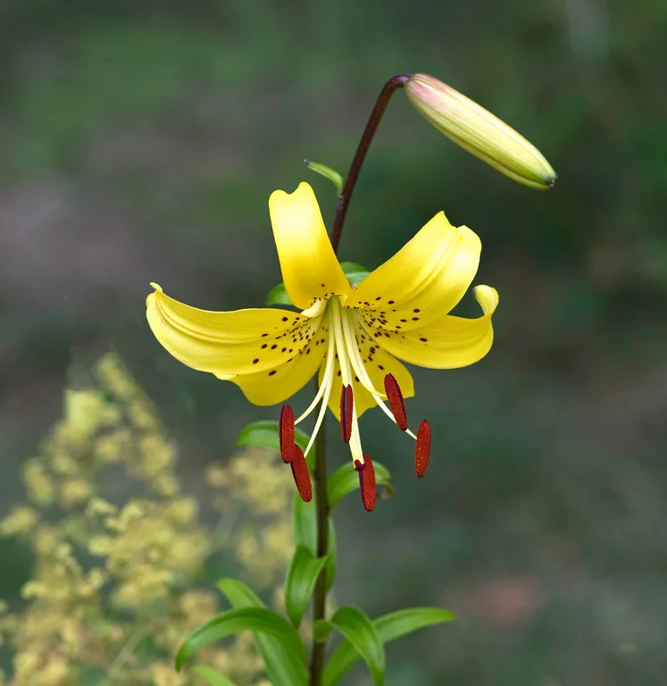 Lily 2.jpg