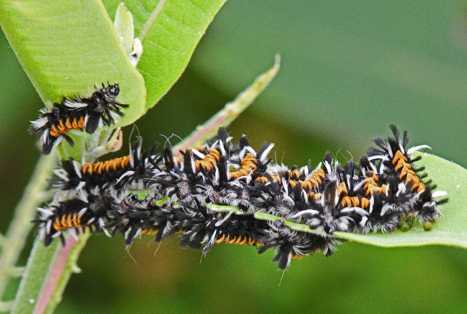 # Tiger Moth Caterpillars.jpg