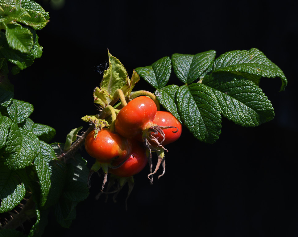 # Beach Rose Hips.jpg