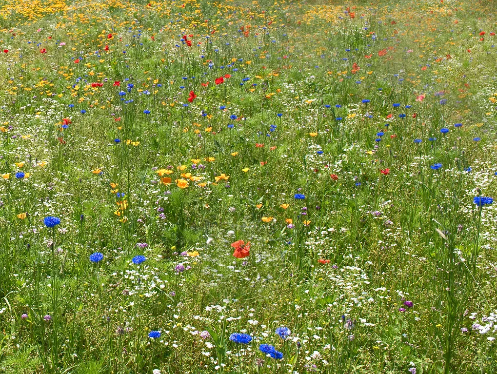 August Postcards From Maine