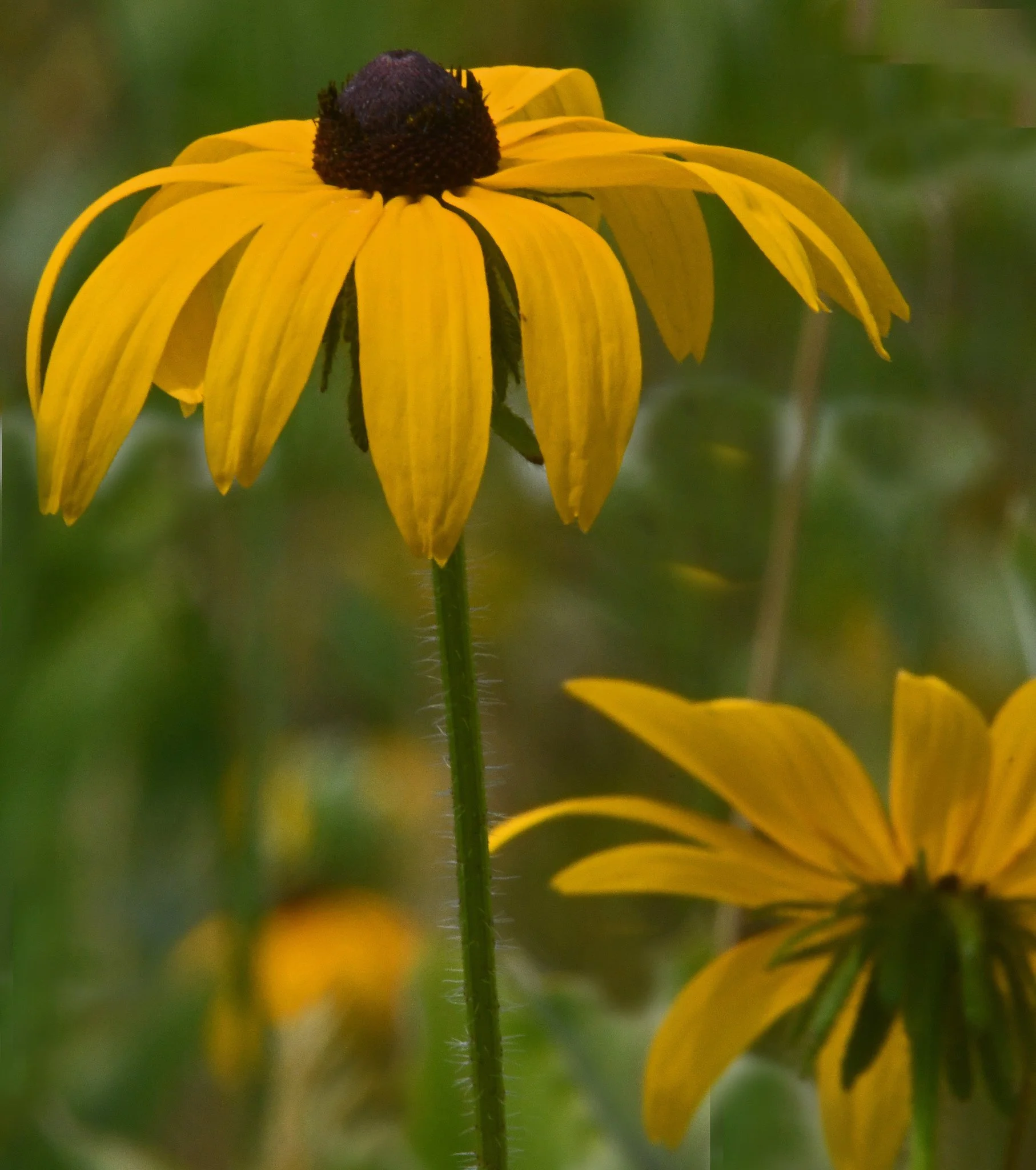 Flowers7c.jpg