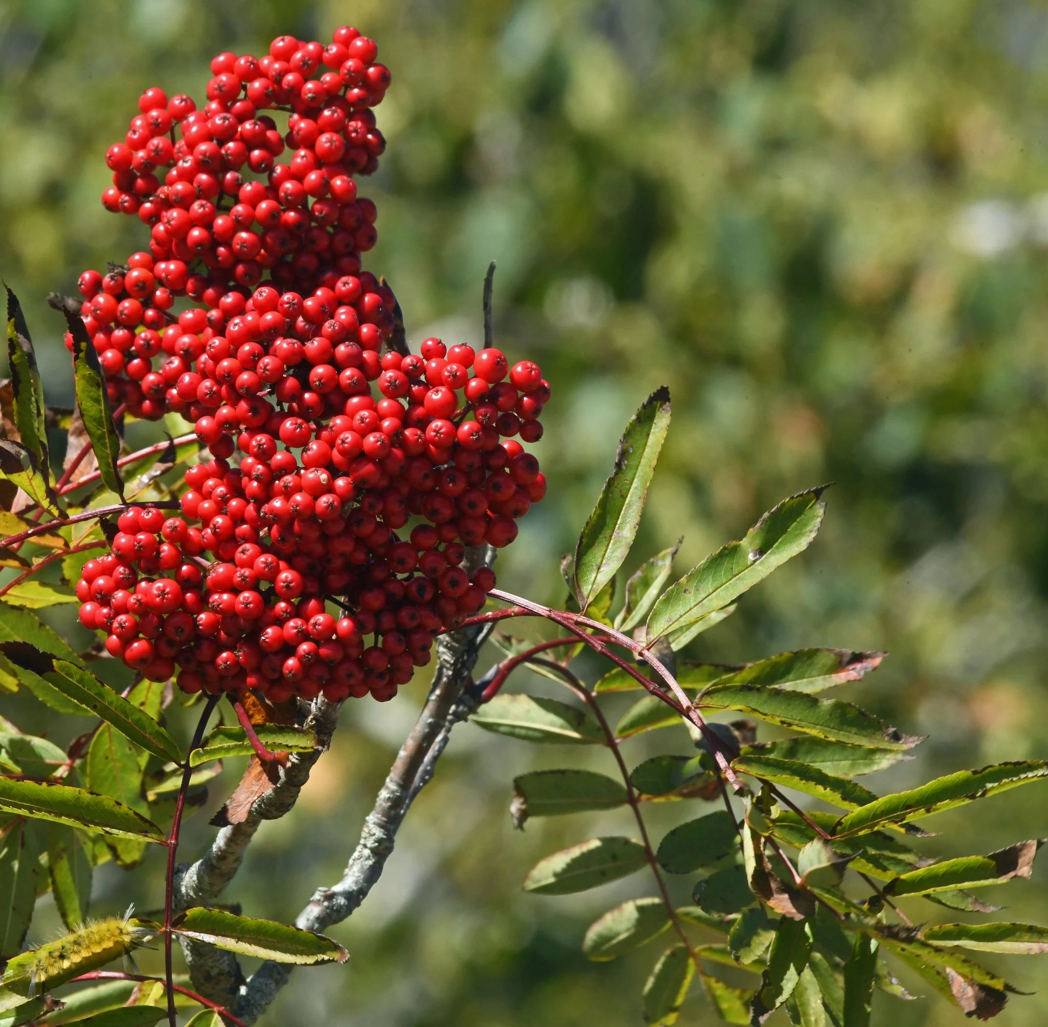 Flora-Tree 2a.jpg