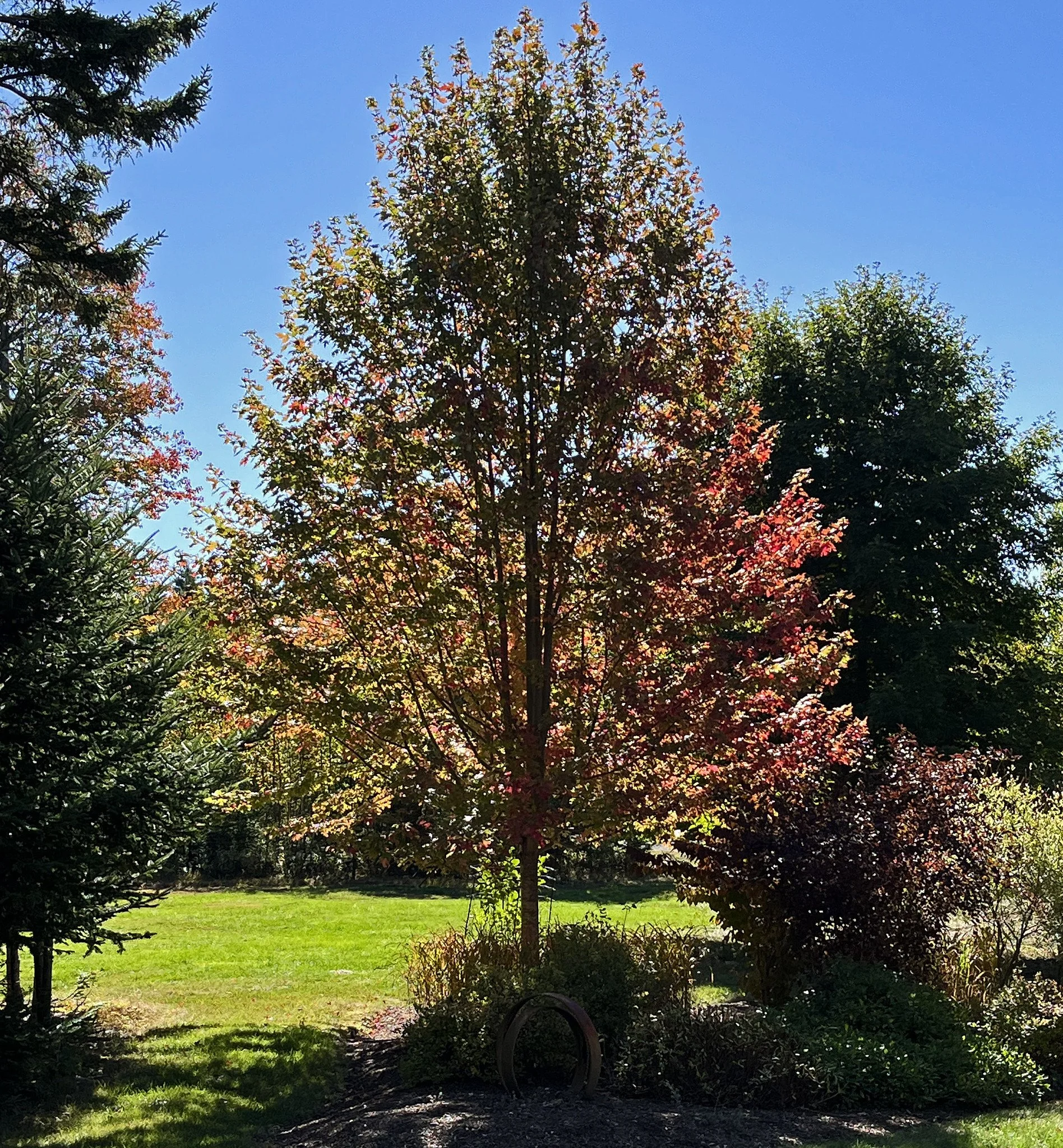 Flora-Tree 3.jpg
