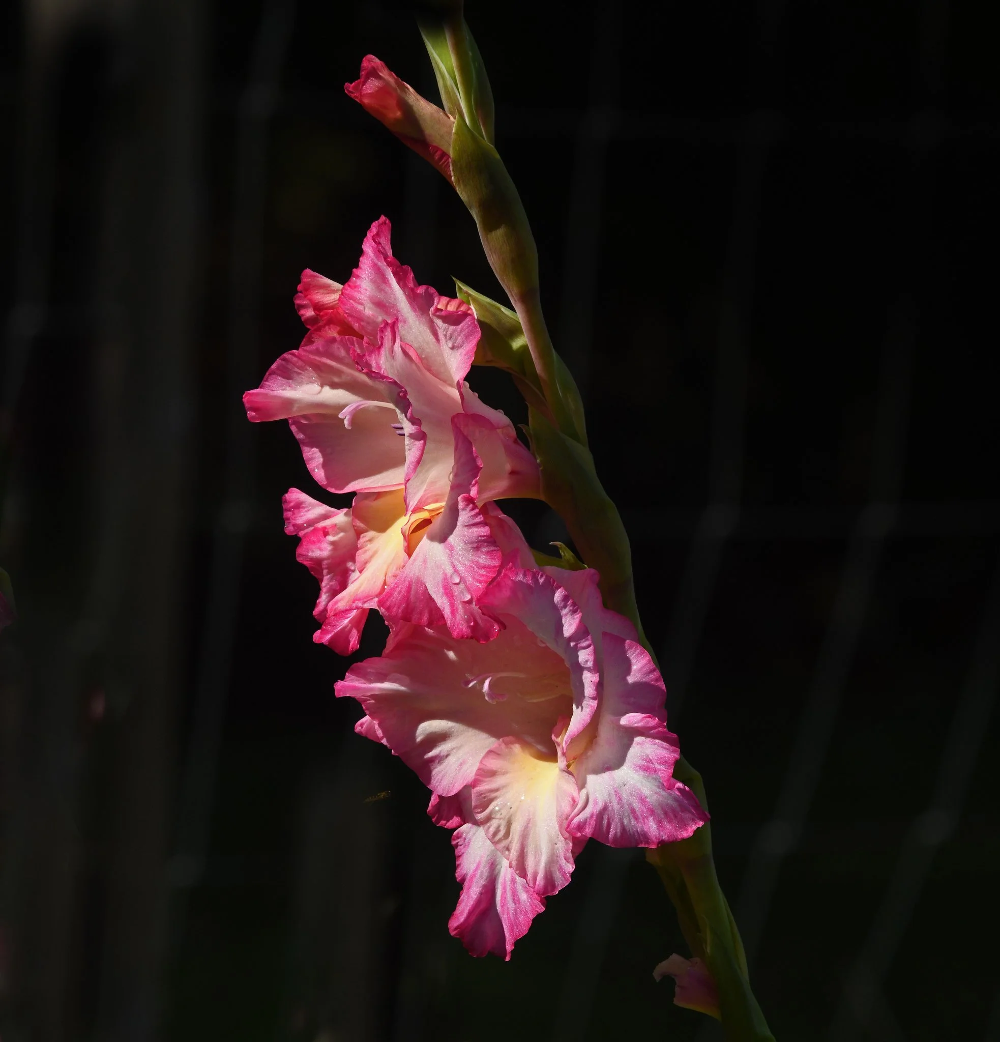 Flora-Garden 9b.jpg