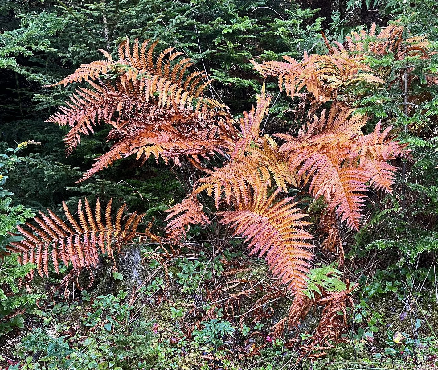 fern1.jpg