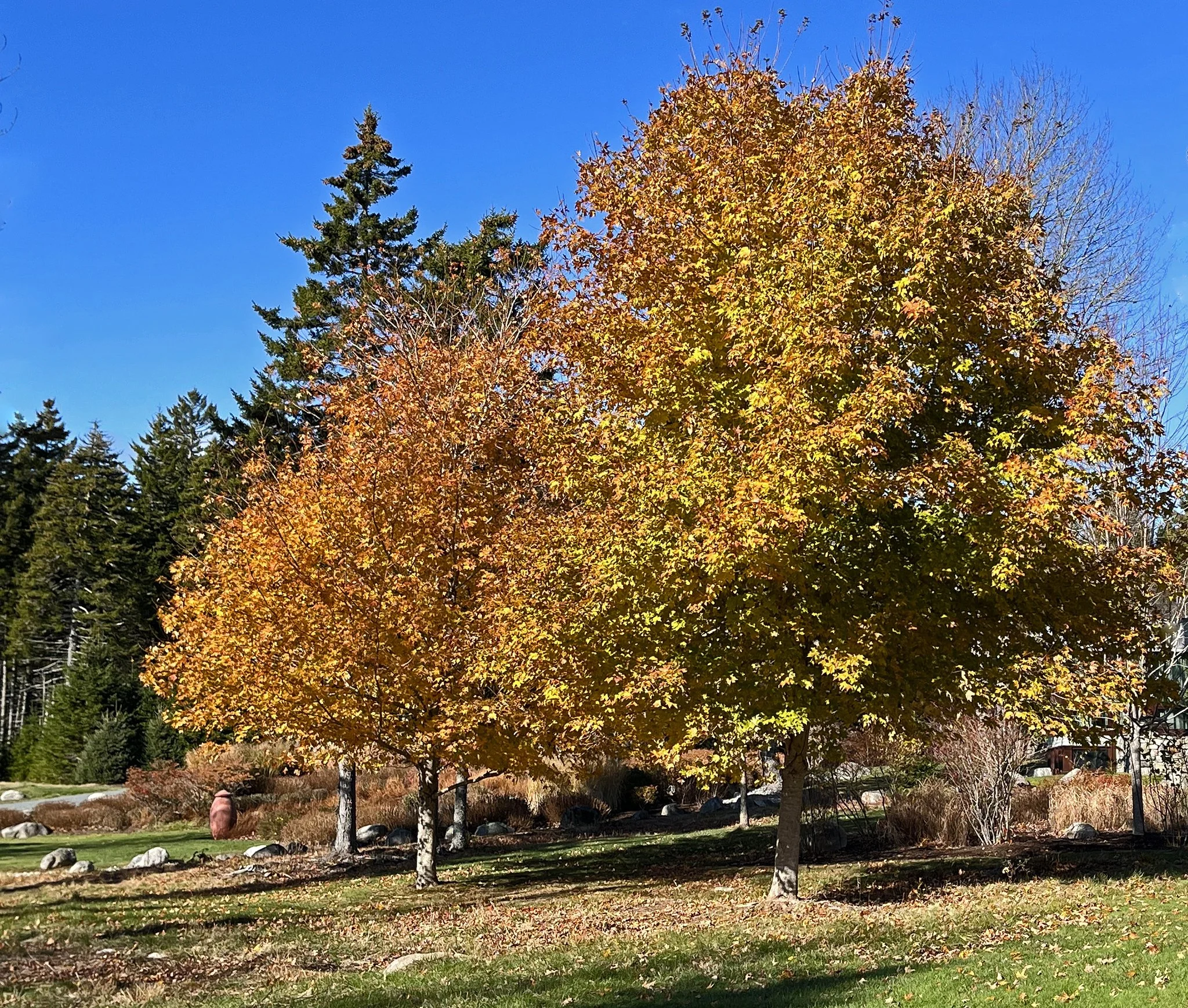 Flora tree 1.jpg