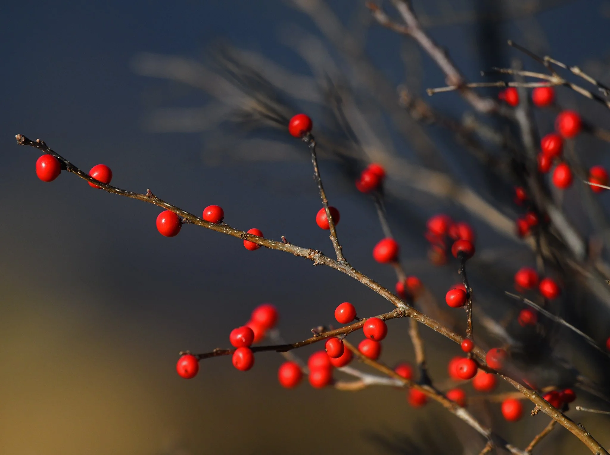 Flora berry1a.jpg