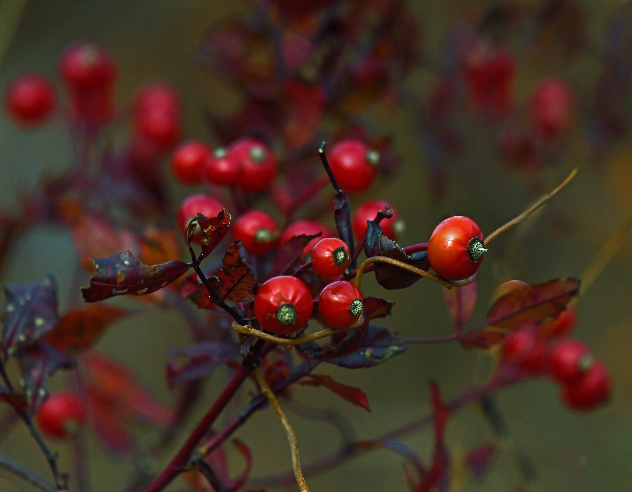 Flora berry3.jpg