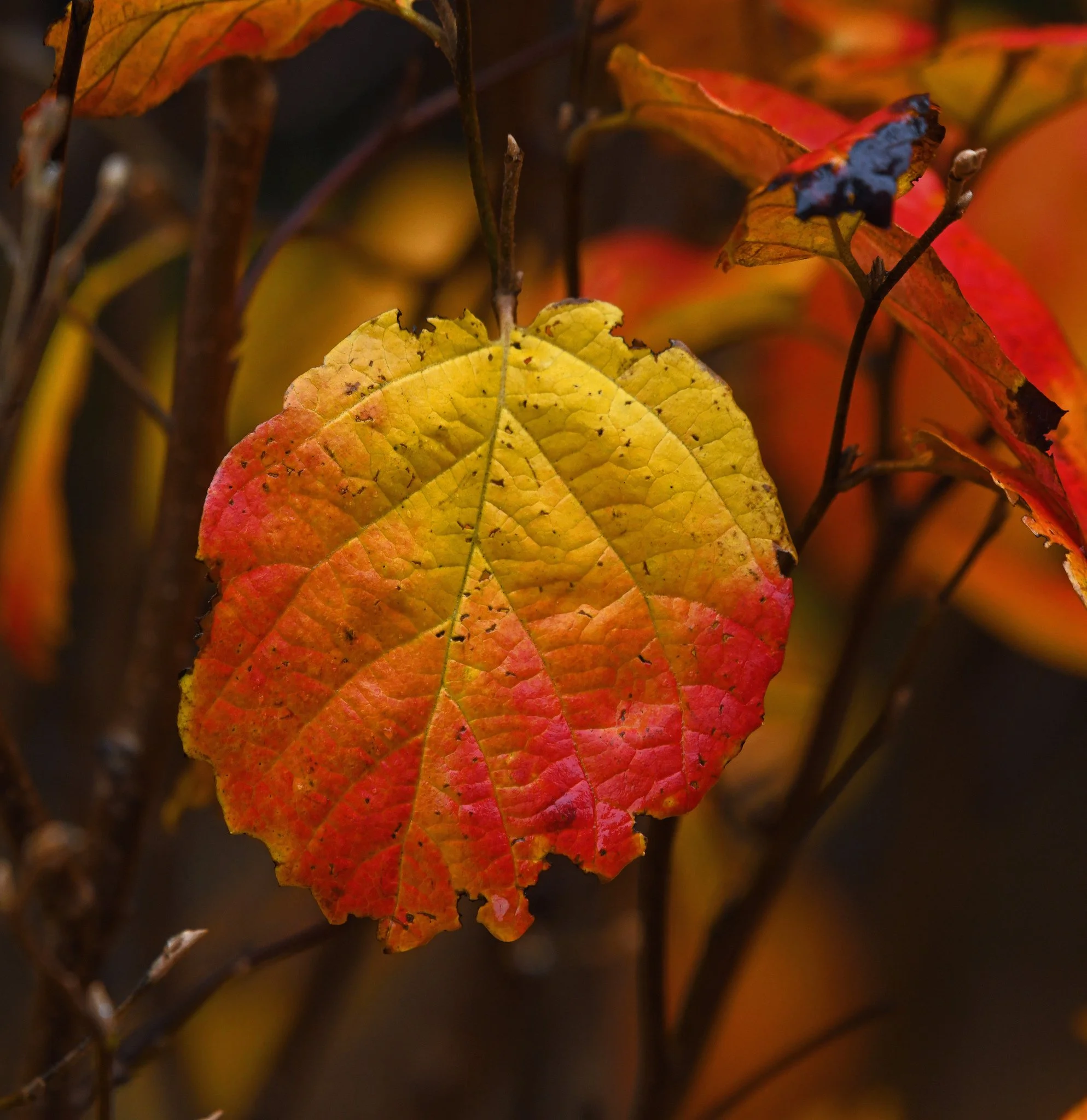 Flora  leaves 1.jpg