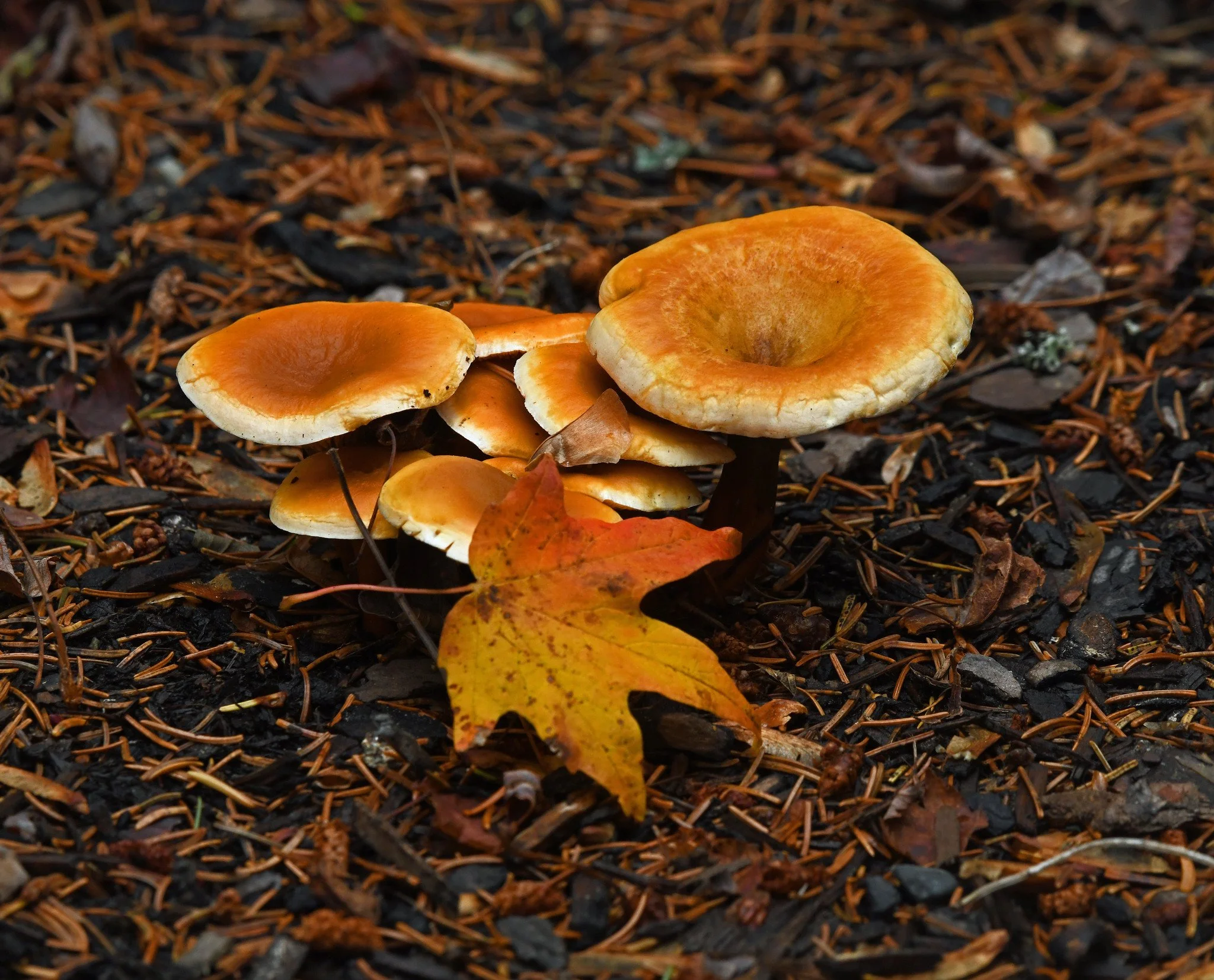 Flora  leaves3.jpg