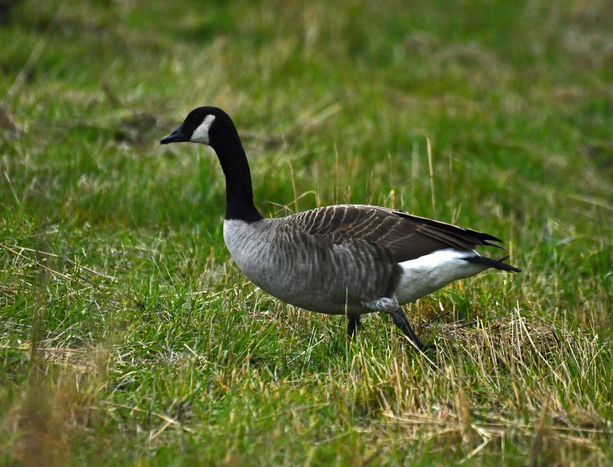 fauna feath 1a.jpg