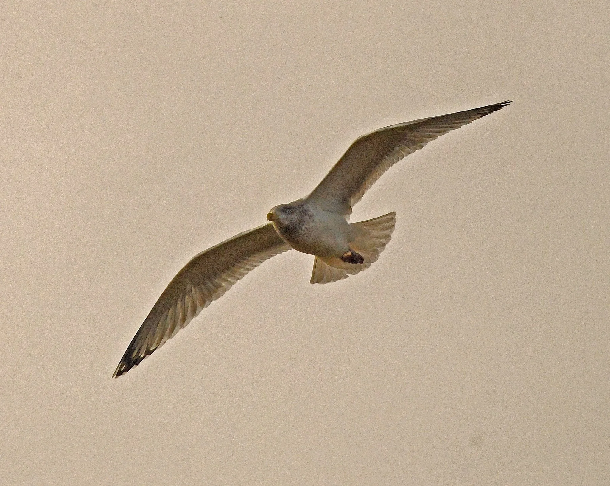 fauna feath2a.jpg