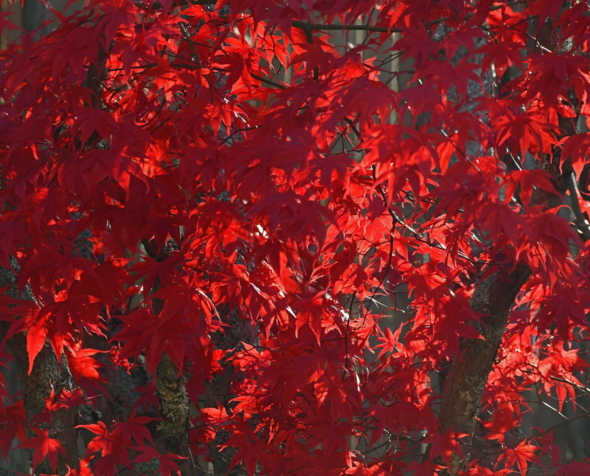 November Postcards From Down East Maine