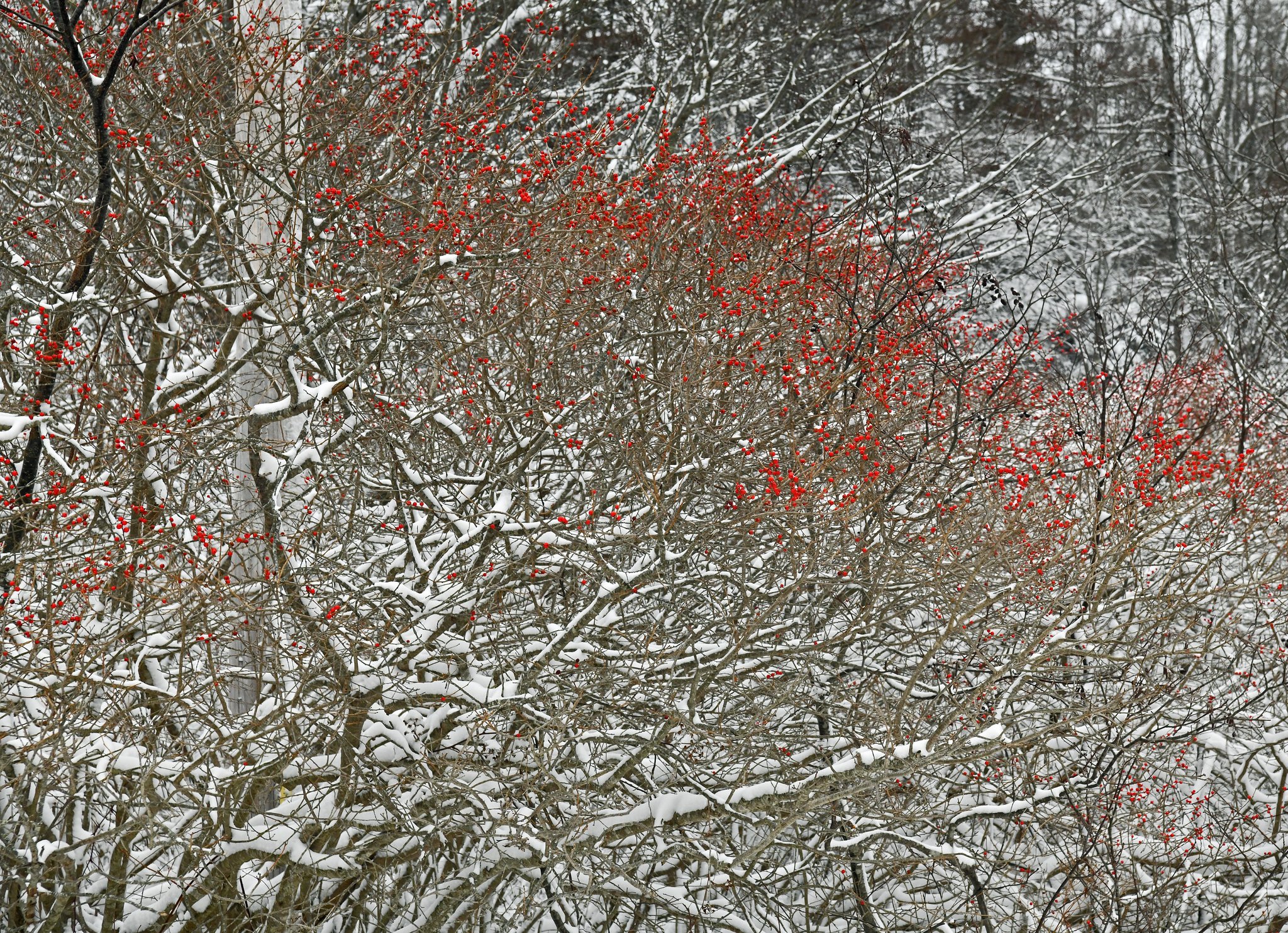 In  the Right Place:  O' Little Town of Brooklin