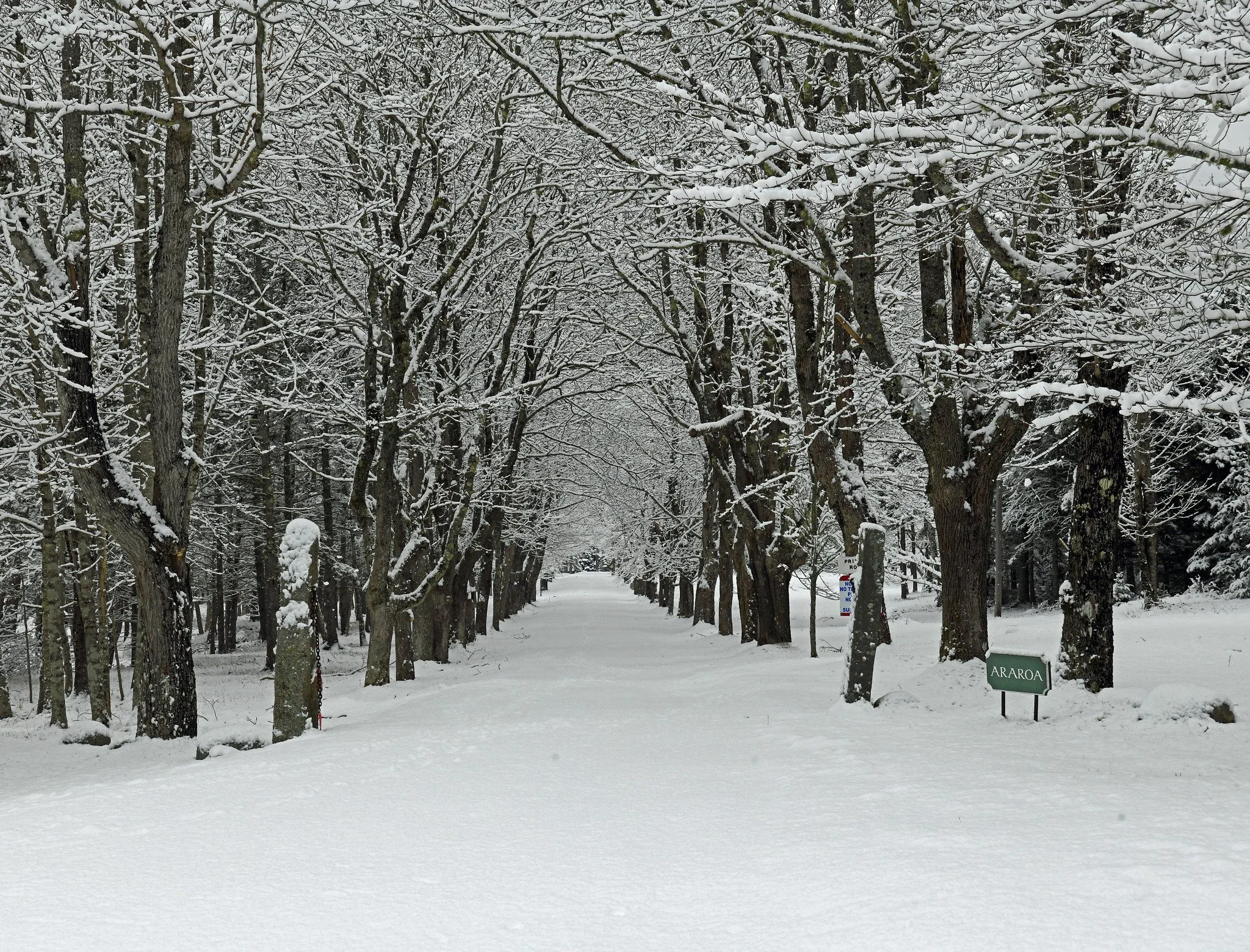 Snow Postcards From Brooklin, Maine
