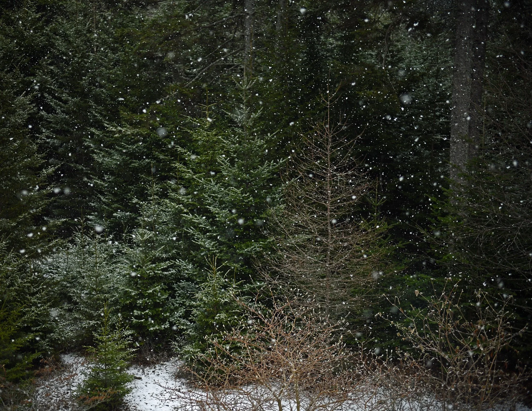 January Postcards From Down East Maine