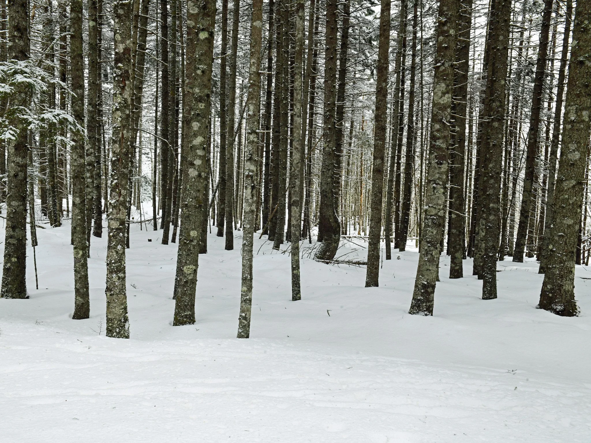 February Postcards From Down East Maine