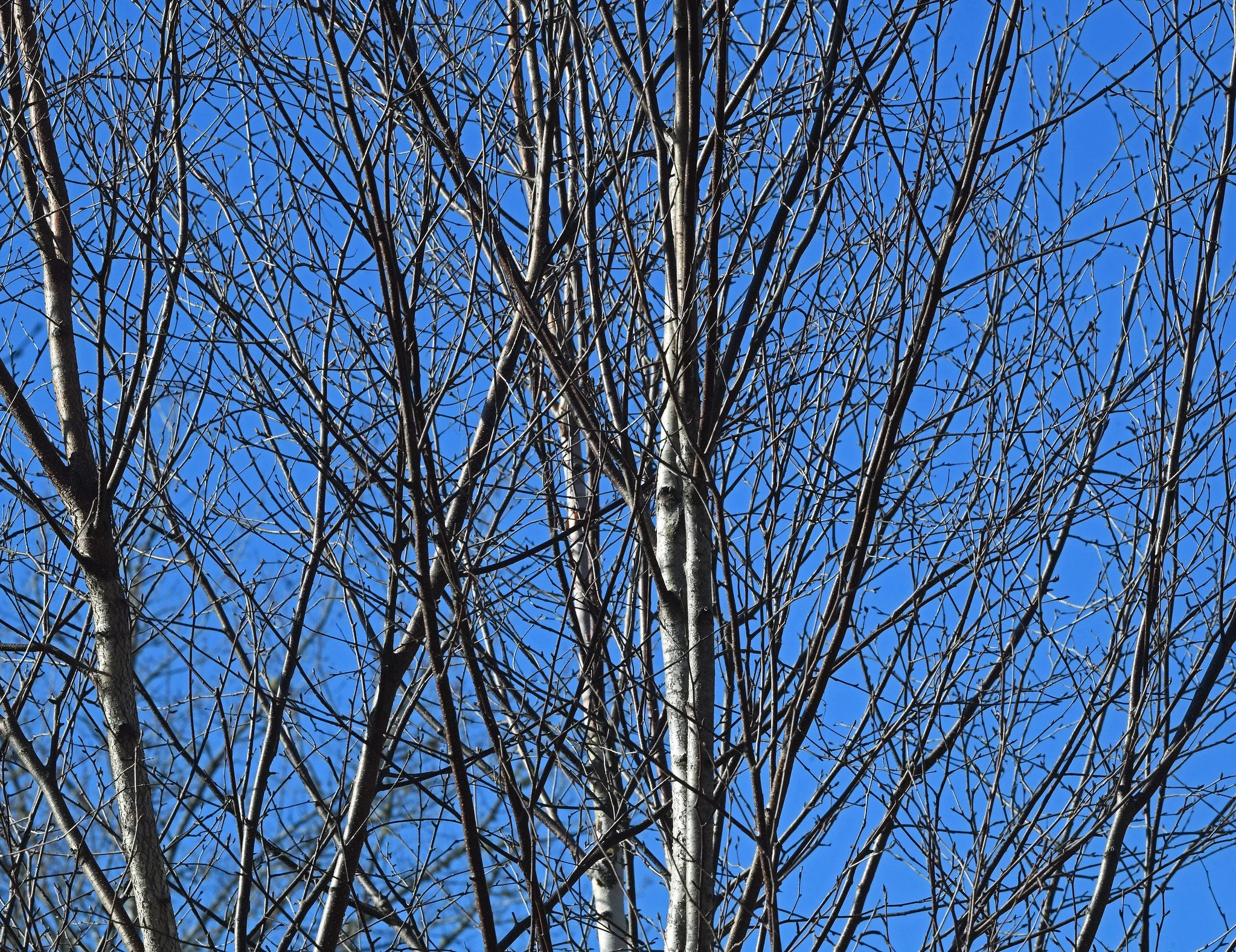 March Postcards From Down East Maine