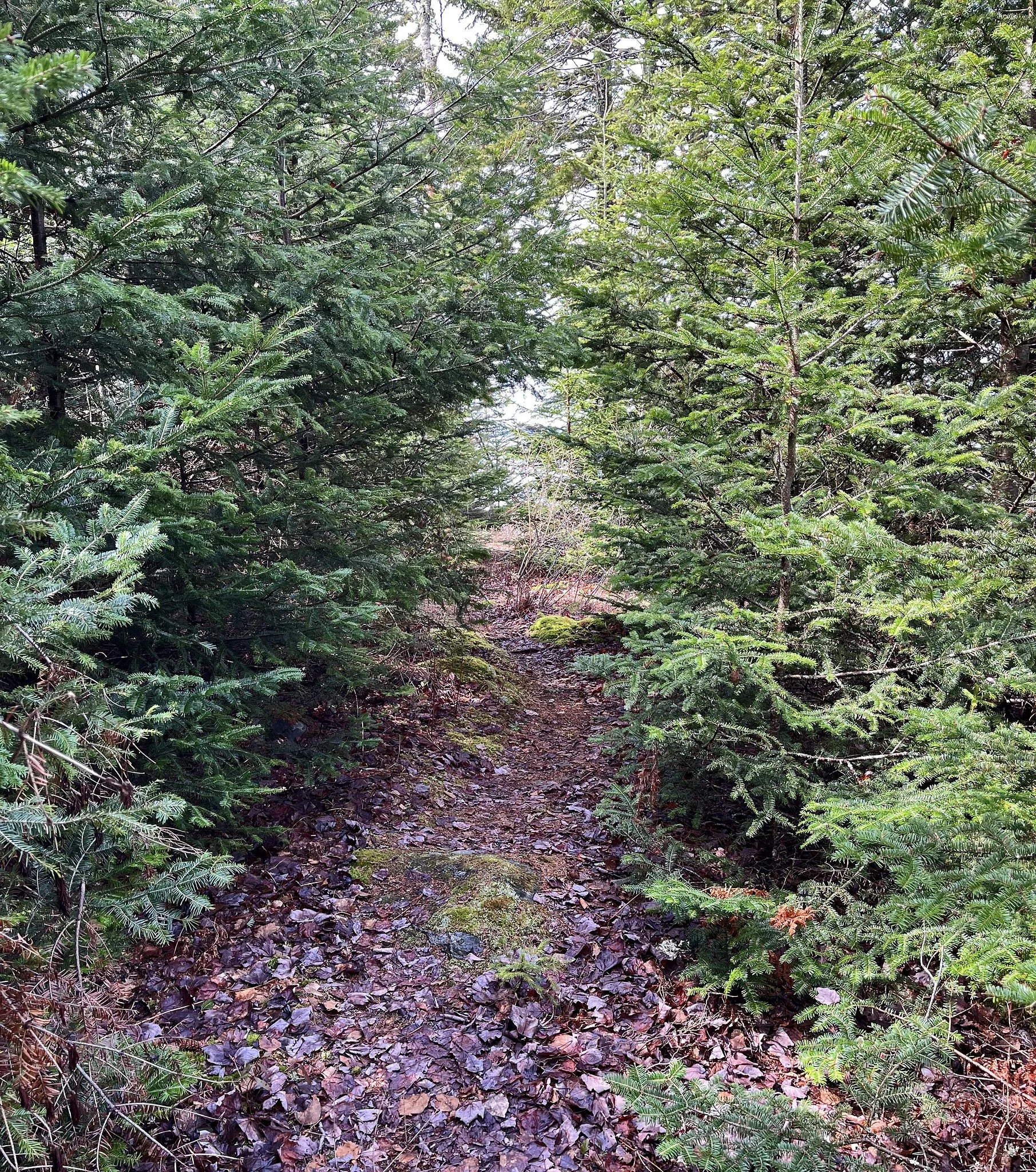 woods 2a.jpg