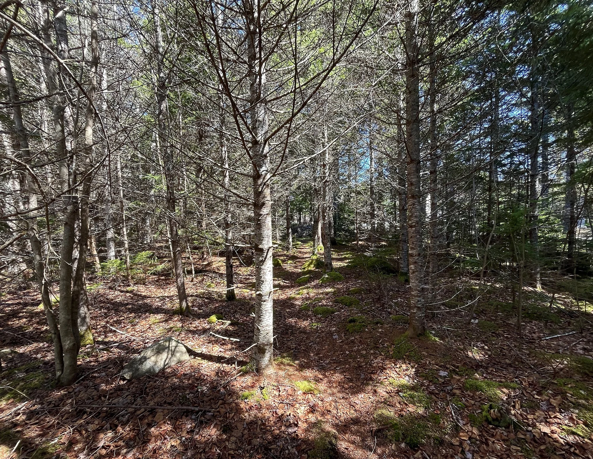 woods 2.jpg