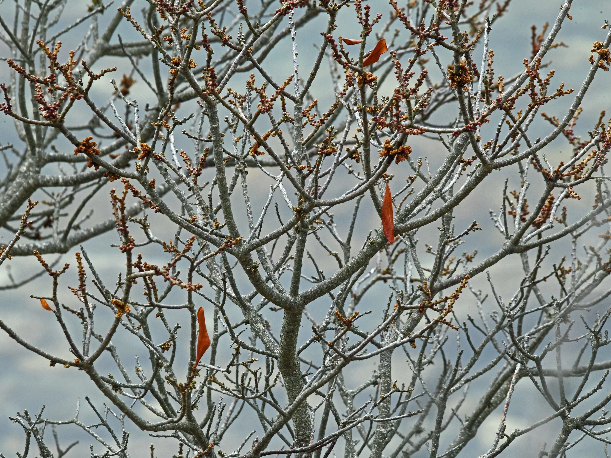 flora 2.jpg